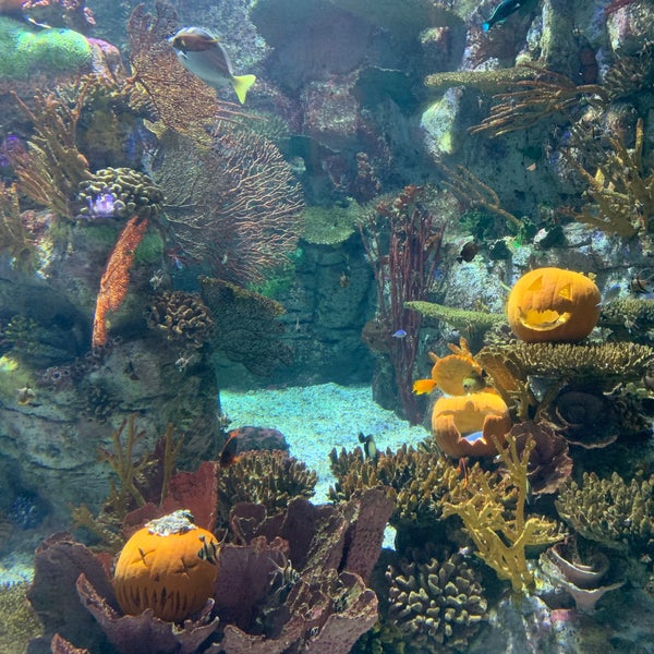 Foto diambil di Birch Aquarium oleh 剛史 山. pada 10/27/2019