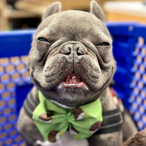 PetSmart Pet Supplies Store