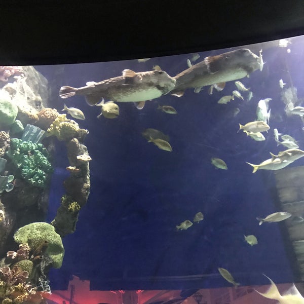 Foto tirada no(a) Aquarium Cancun por Citlalli P. em 8/2/2019