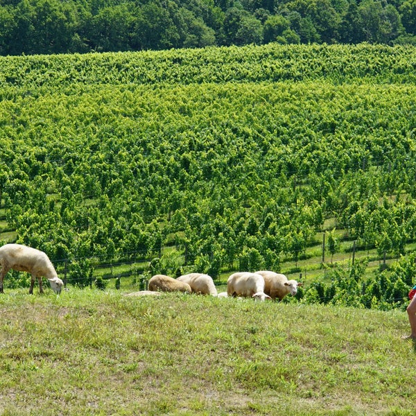 รูปภาพถ่ายที่ Blue Valley Vineyard and Winery โดย Ann T. เมื่อ 7/17/2016