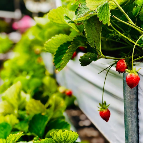 大湖草莓文化館 苗栗縣 苗栗縣