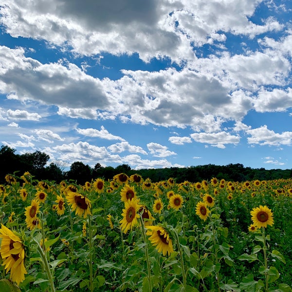 Photo taken at Sussex County Sunflower Maze by Karen L. on 9/5/2020