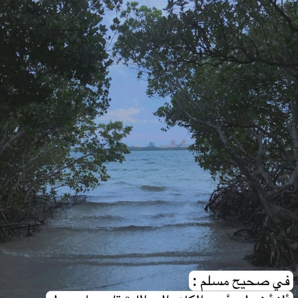 Gandy Beach Mangroves Saint Petersburg, FL