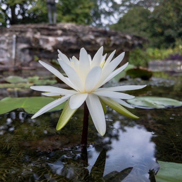 Photos At Jasmine Hill Gardens 2 Tips