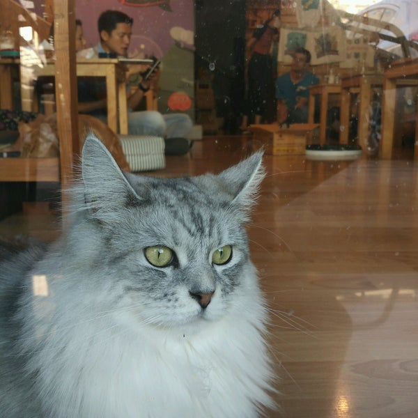 2/22/2017 tarihinde Stefa V.ziyaretçi tarafından Catmosphere Cat Café'de çekilen fotoğraf