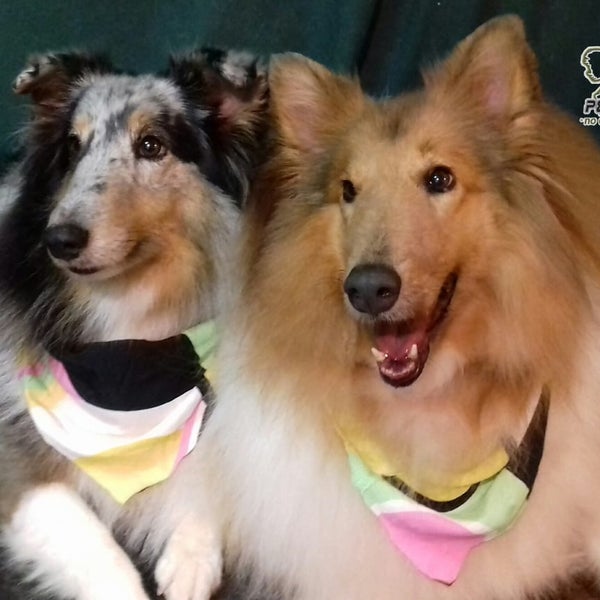 Alta Estética Canina EJD Pet Grooming EJD Zaragoza. 7 tips from