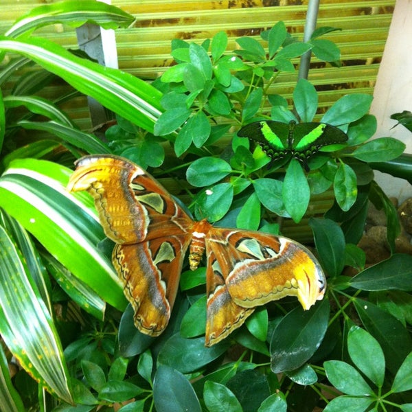 Снимок сделан в Музей живых бабочек «Тропический рай» пользователем Сима Л. 7/17/2013