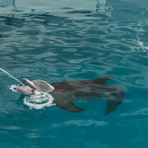 6/16/2019にSean C.がClearwater Marine Aquariumで撮った写真