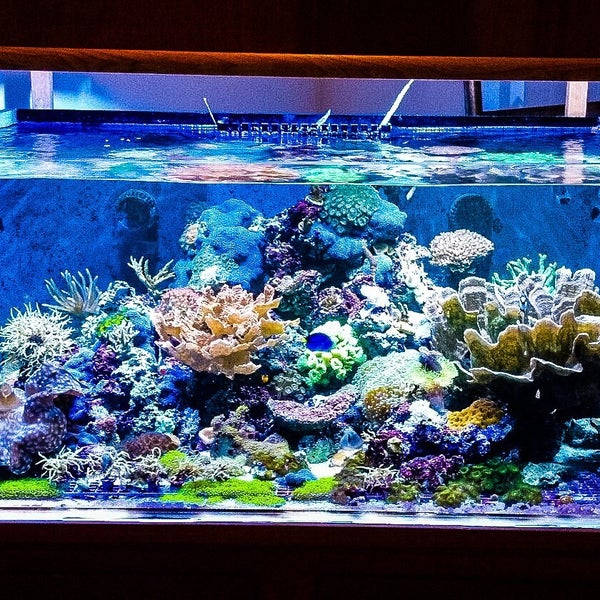 940+ Dekorasi Aquarium Laut Gratis Terbaru