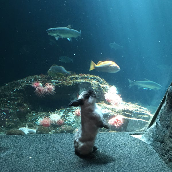Foto scattata a Vancouver Aquarium da 林 Ceci il 5/18/2015