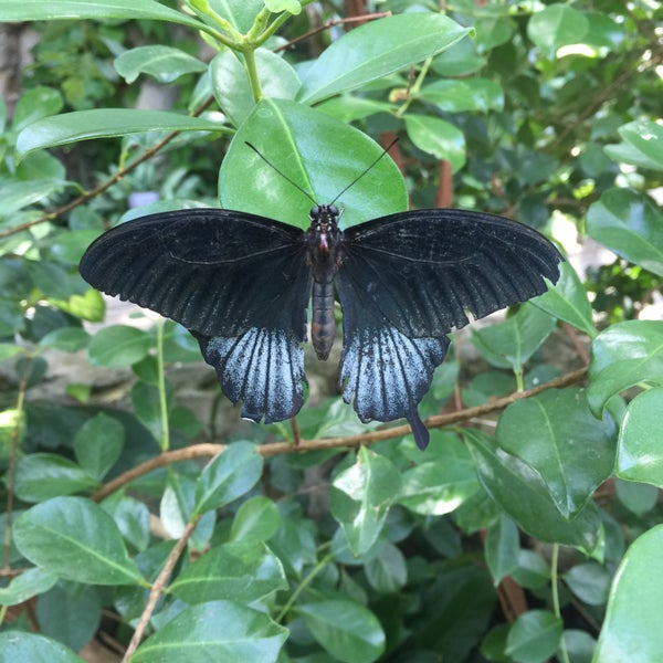 Foto scattata a Butterfly House at Faust County Park da Lisa F. il 8/2/2015