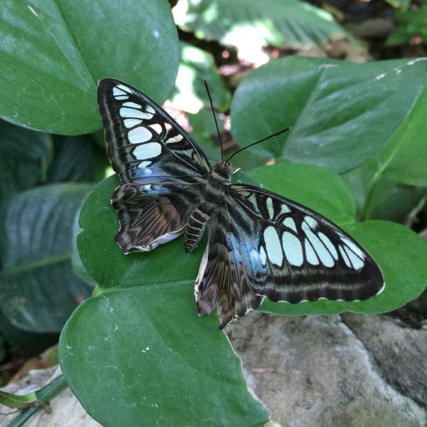 Foto scattata a Butterfly House at Faust County Park da Lisa F. il 5/21/2016