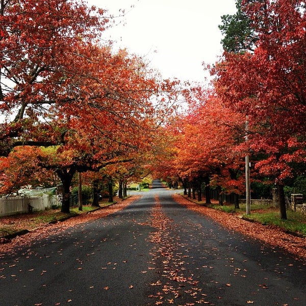 Blackheath Bakery Patisserie Blackheath, NSW