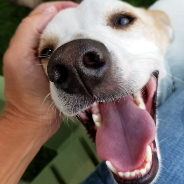 River's Edge Boarding and Grooming Pet Service