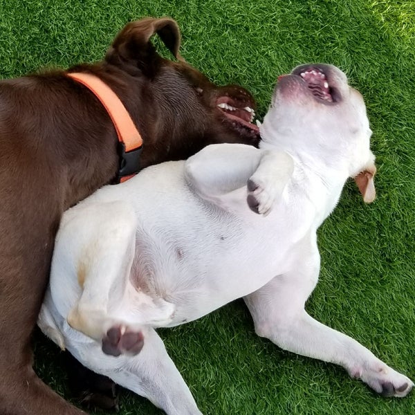 River's Edge Boarding and Grooming Pet Service