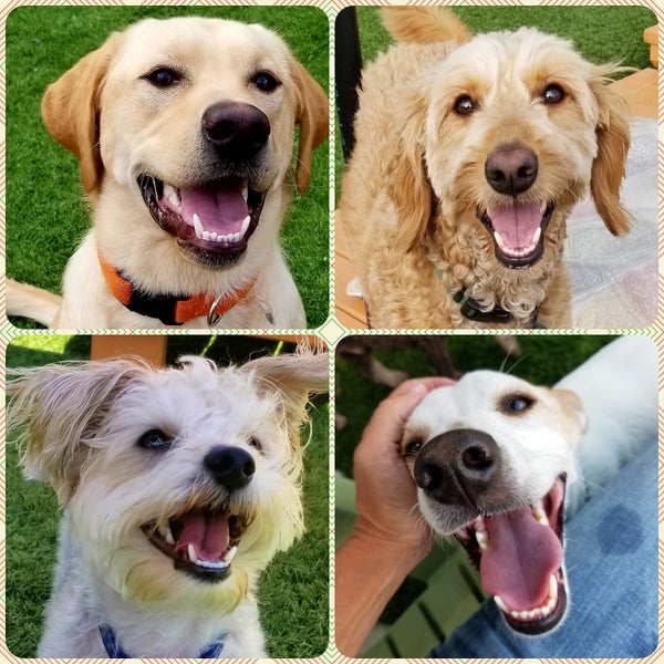 River's Edge Boarding and Grooming Pet Service