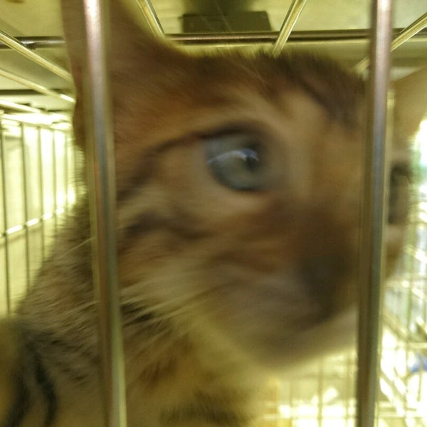 Photos At ペットショップ 清水園 Pet Store In 新宿区