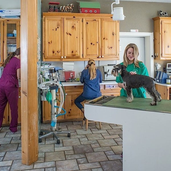 Animal Hospital On Milam Road Veterinarian In Sanger