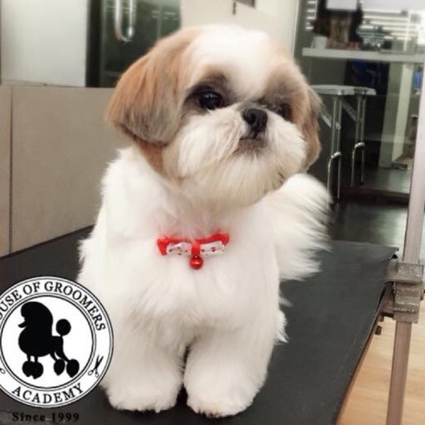 Photos At House Of Groomers Academy 4 Tips