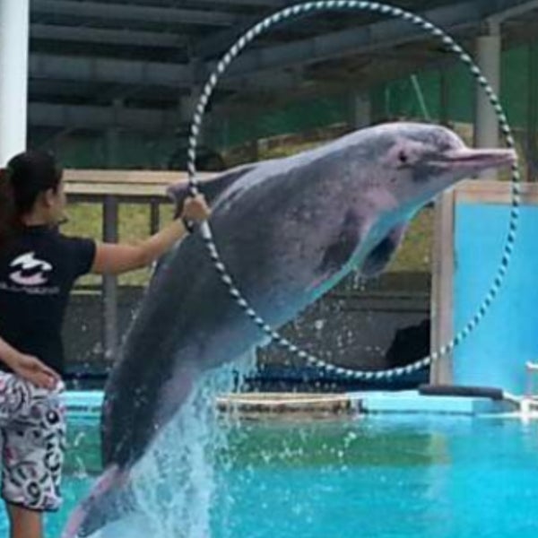 4/24/2013 tarihinde Willy Saputra 唐ziyaretçi tarafından Underwater World And Dolphin Lagoon'de çekilen fotoğraf