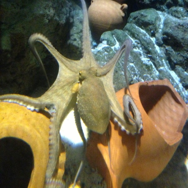 Photo taken at SEA LIFE München by Michael K. on 1/26/2013