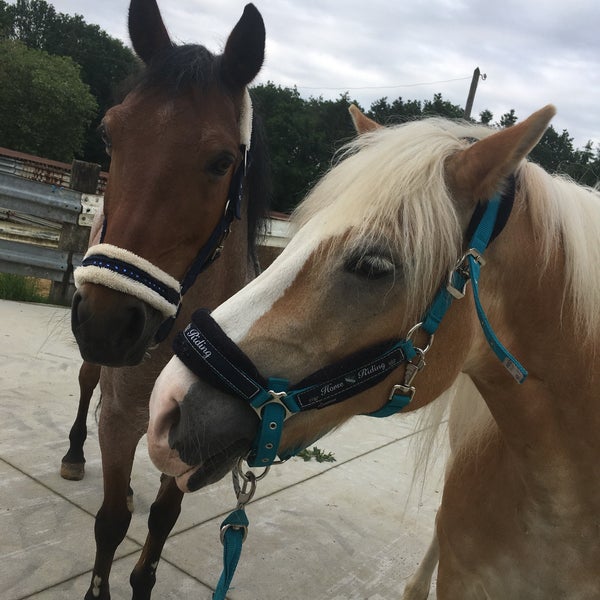 Manege Meerdaalhof Stable in OudHeverlee