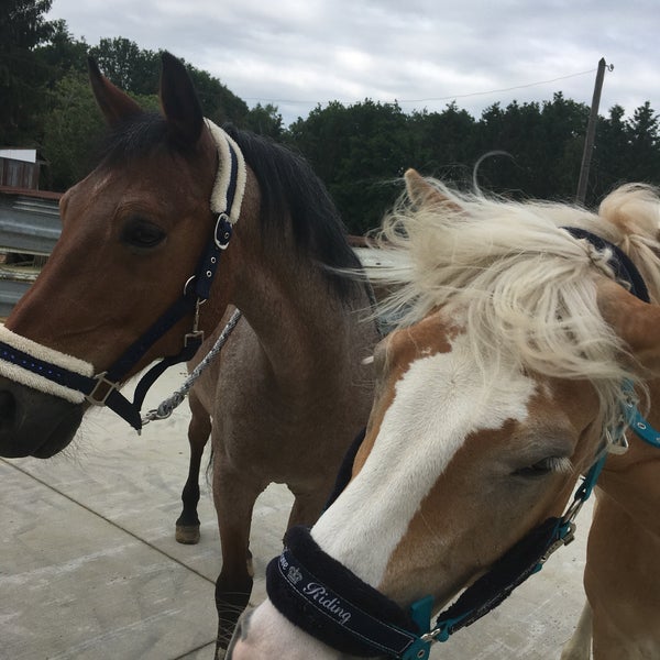 Manege Meerdaalhof Stable in OudHeverlee
