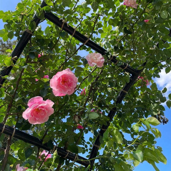 Photos At 佐倉草ぶえの丘 Hill In 佐倉市