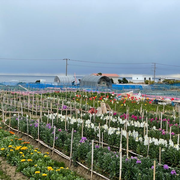 Foto Di 白間津花畑 南房総市 千葉県