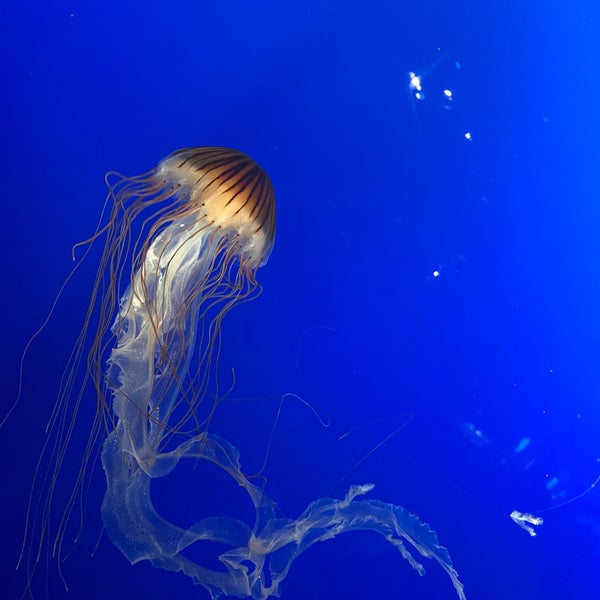Foto scattata a Vancouver Aquarium da liu x. il 7/3/2022