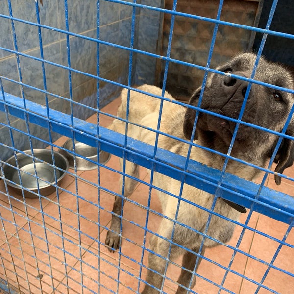 Bodrum Belediyesi Gecici Hayvan Bakimevi Turgutreis Animal Shelter