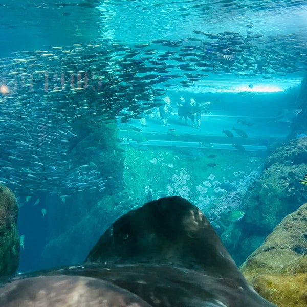 รูปภาพถ่ายที่ Enoshima Aquarium โดย Water m. เมื่อ 12/30/2023