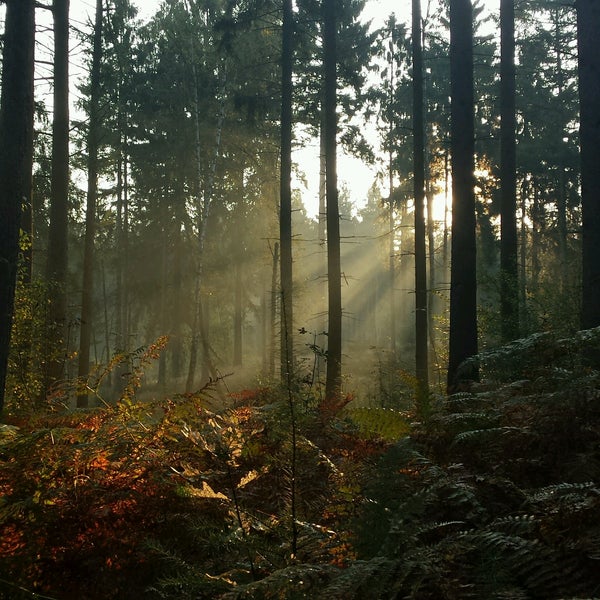 Nymphomanin Taetowierte Wald Kuessen