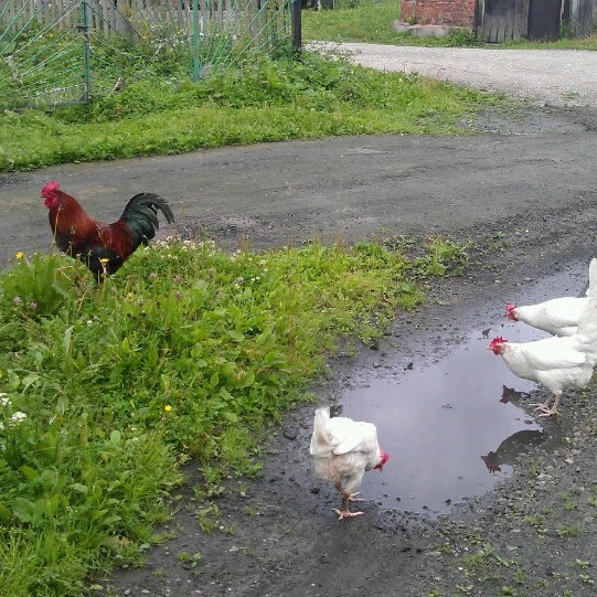 Ст кошкино. Ст кошкино