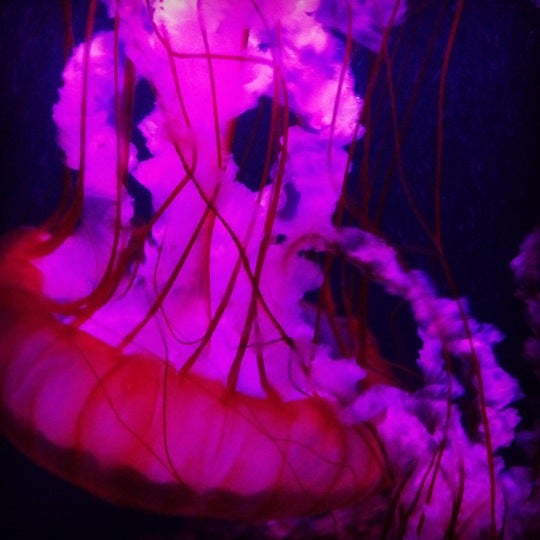 Foto diambil di Sea Life Aquarium oleh Cherise pada 10/6/2012
