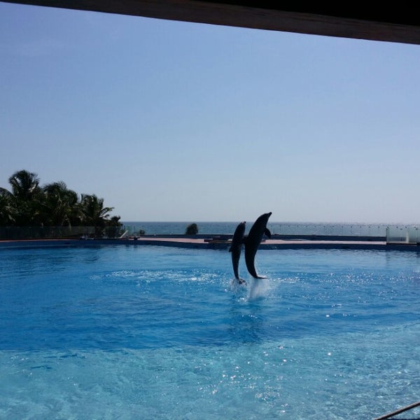 Dolphin Discovery Punta Cana
