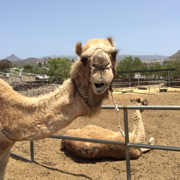 Camels are cool. Selfies with camels are better. This place is really fun. The 15 minute tour on the camels is enough, you can spend as much time as you want playing with the other animals of the farm