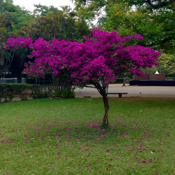 Photo taken at Ibirapuera Park by Camille B. on 10/25/2015