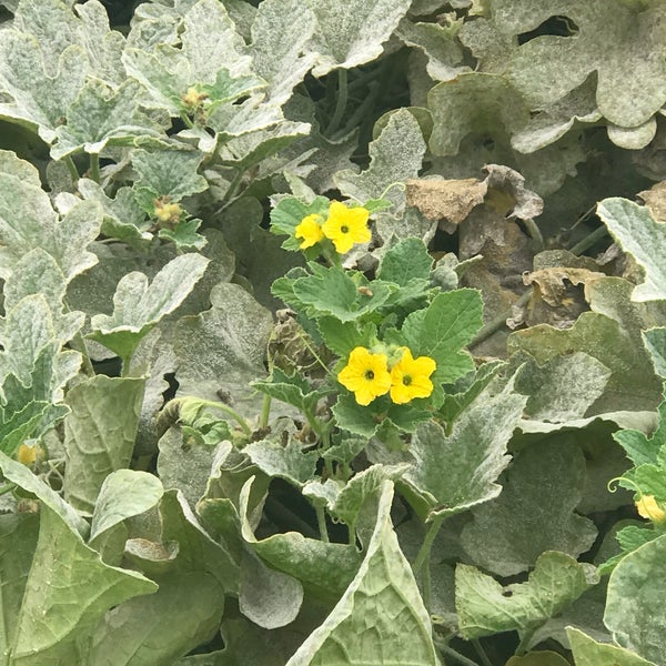 Photos At フォレストパーク メロンの森 1 Tip From 93 Visitors