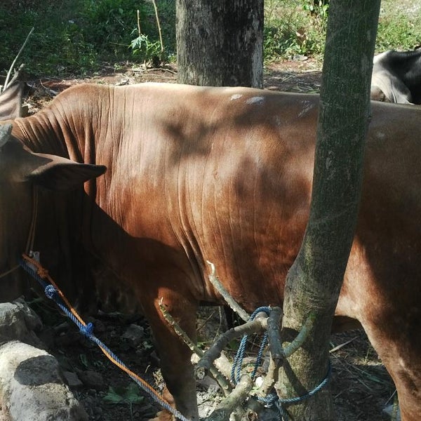 Photos At Masjid Al Madaniyah Komptaman Asri Komptaman Asri