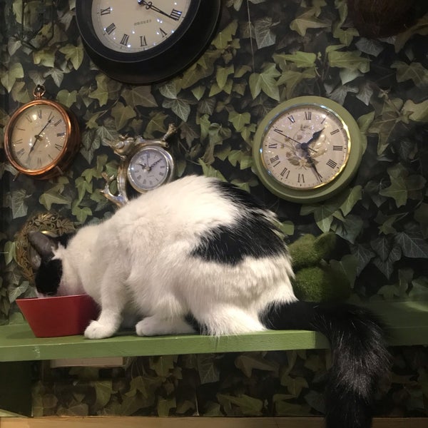 5/21/2019 tarihinde Christina A.ziyaretçi tarafından Lady Dinah&#39;s Cat Emporium'de çekilen fotoğraf