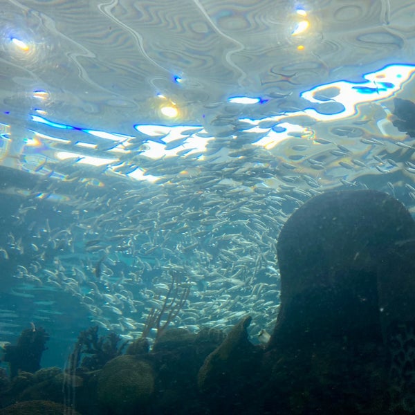 Foto scattata a The Florida Aquarium da elizabeth S. il 12/26/2022