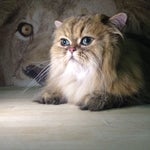 12/15/2014에 Samantah D.님이 The Main Lion Cat Grooming Salon에서 찍은 사진