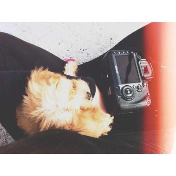 phone number for groomingdales