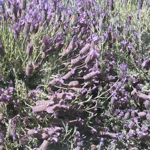 Photo taken at Wanaka Lavender Farm by Tommy K. on 12/6/2018