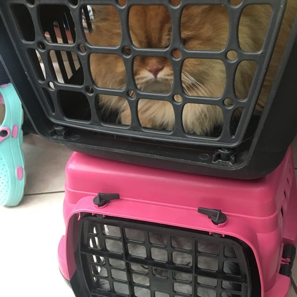 Photos at Müjde Kedi Köpek Kuaförü Bostancı İstanbul, Bostanci