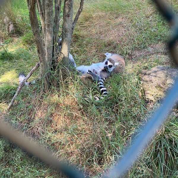 Photo prise au Polonezköy Hayvanat Bahçesi ve Doğal Yaşam Parkı par Camellia K. le7/22/2023