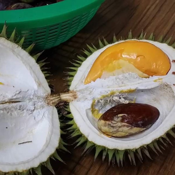 Isu durian 300,000 Musang