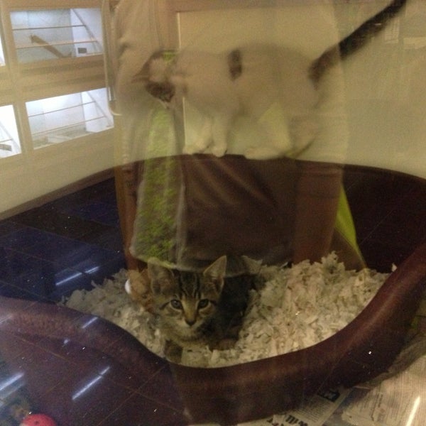 Jumanji Pets 44 Birchington Rd