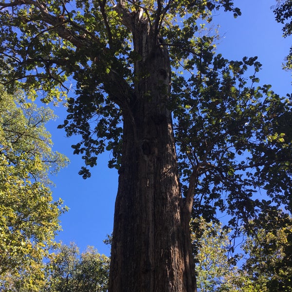 The Biggest Teak Tree Of The World (ต้นมเหสักข์) 14 visitors
